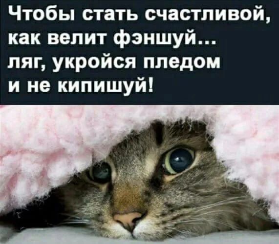 Чтобы стать счастливой как велит фэншуй ляг укройся ппедом и не кипишуй