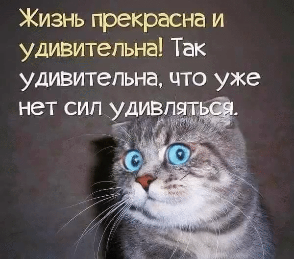 Жизнь прекрасна и удивительна Так удивительна что уже нет сил удив г