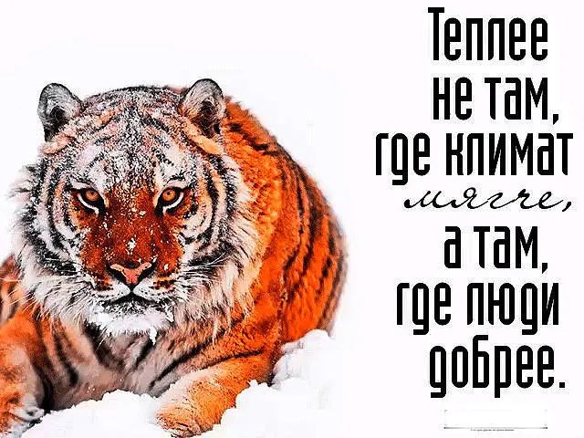 Теппев не там