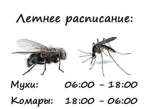 Аетнее расписание Мухи 0600 1800 Комары 1800 0600