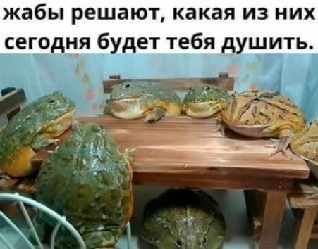 жабы решают какая из них сегодня будет тебя душить
