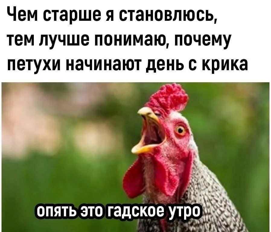 Чем старше Я становлюсь ТЕМ ЛУЧШЕ ПОНИМЗЮ ПОЧЕМУ ПЕТУХИ начинают дЕНЬ с КРИКЗ