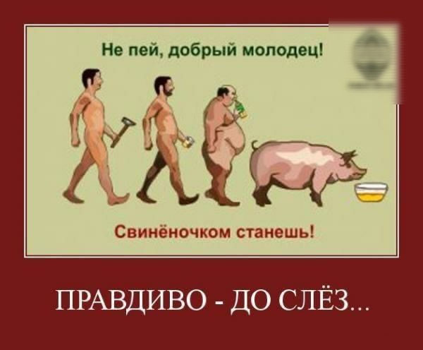 Не пей добрый молодец
