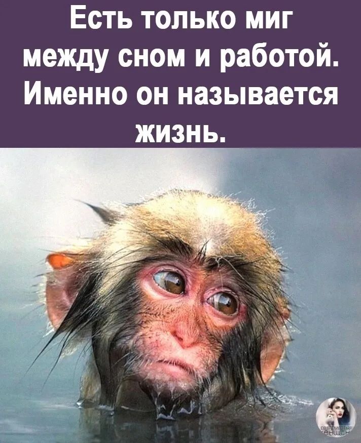 Есть только миг между сном и работой Именно он называется ЖИЗНЬ