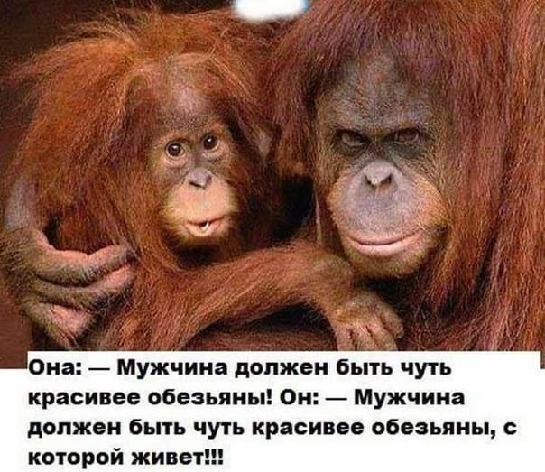 на Мужчина должен Быть чуть красивее обезьяньи Ои мужчина должен быгь чуть краси вв обезьяньи которой жив