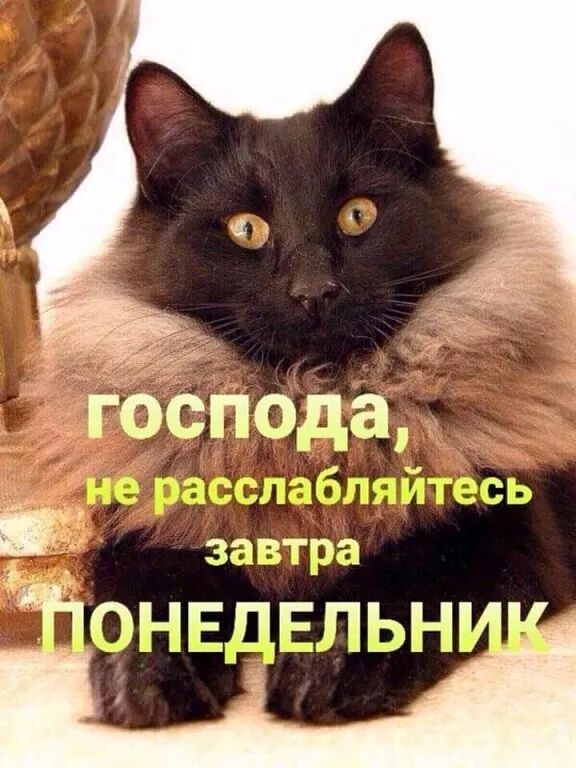 ЁібёПОда і заёта тонвцвпьнм