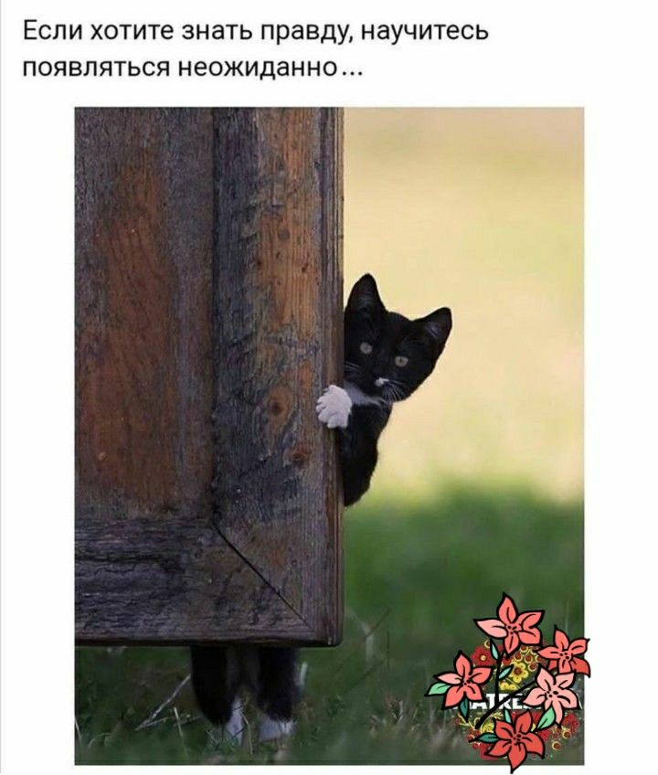 Если хотите знать правду научитесь появляться неожиданно