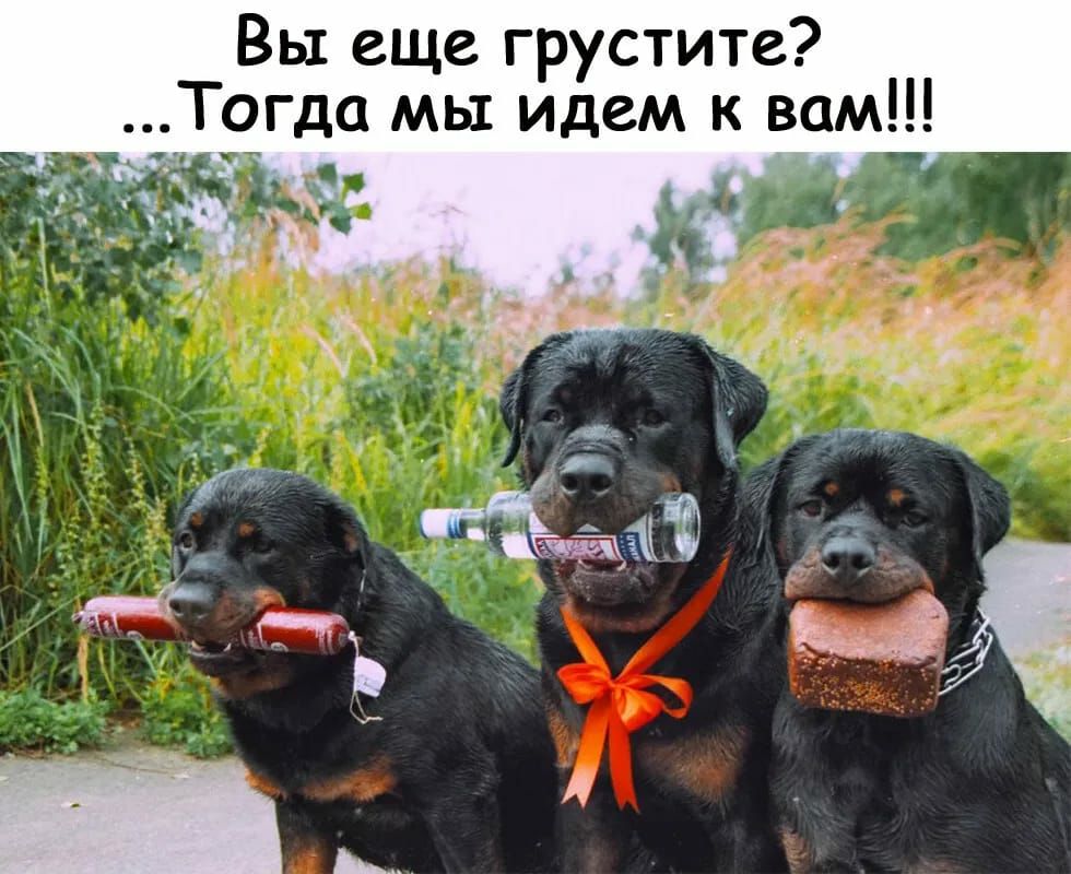 Вы еще грустите Тогда мы идем к вам ФЫЁЗЁ _д