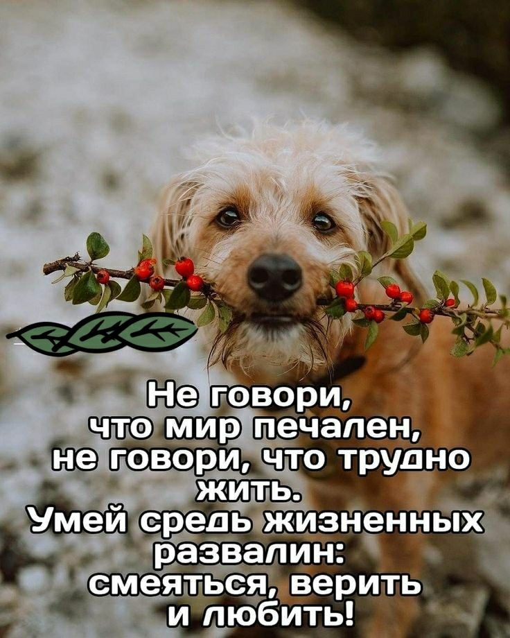 средь жизнннпх иразвалин смеяться верить иНЪ юбиты 12