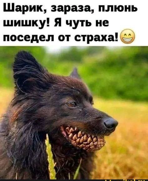 Шарик зараза плюнь шишку Я чуть не поседел от страха