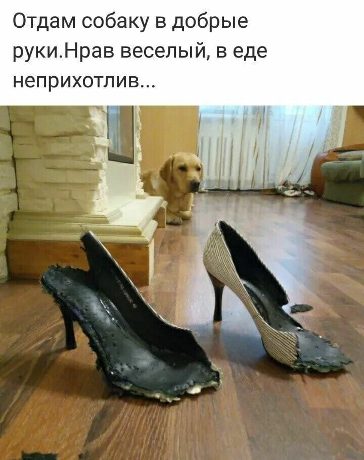 Отдам собаку в добрые рукиНрав веселый в еде неприхотлив