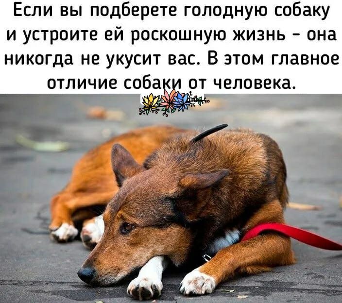 Если вы подберете голодную собаку и устроите ей роскошную жизнь она никогда не укусит вас В этом главное ОТЛИЧИЕ соба ОТ ЧЕЛОЁЕКЗ яг чь _