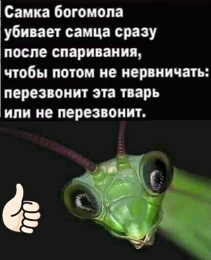 Самка богомопа убивает самца сразу после спаривания чтобы потом не нервничать перезвонит эта тварь или не перезвонит