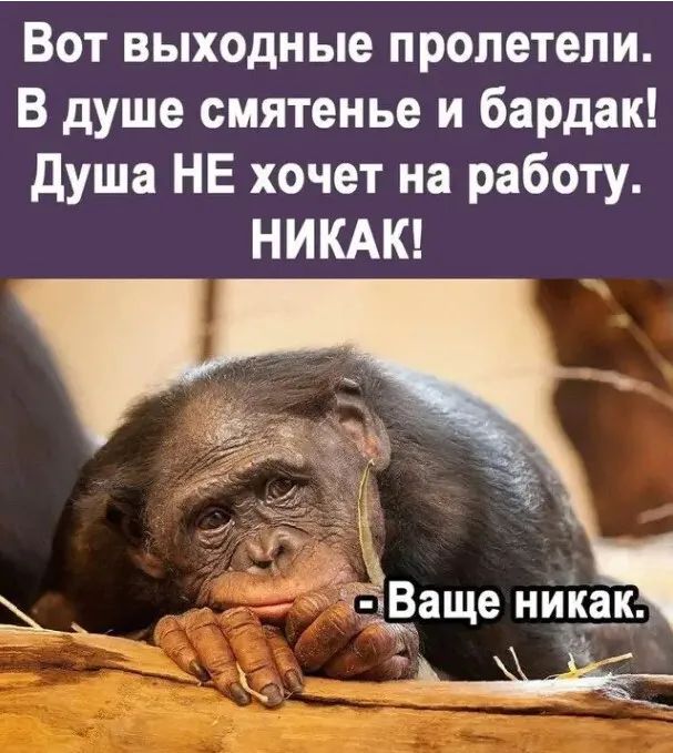 Вот выходные пролетели В душе смятенье и бардак душа НЕ хочет на работу НИКАК