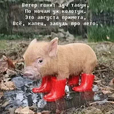 Завдгщц табён По имам тиши зип авгзца примета Всё капец щин Юри явп