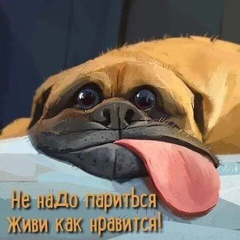 на паши