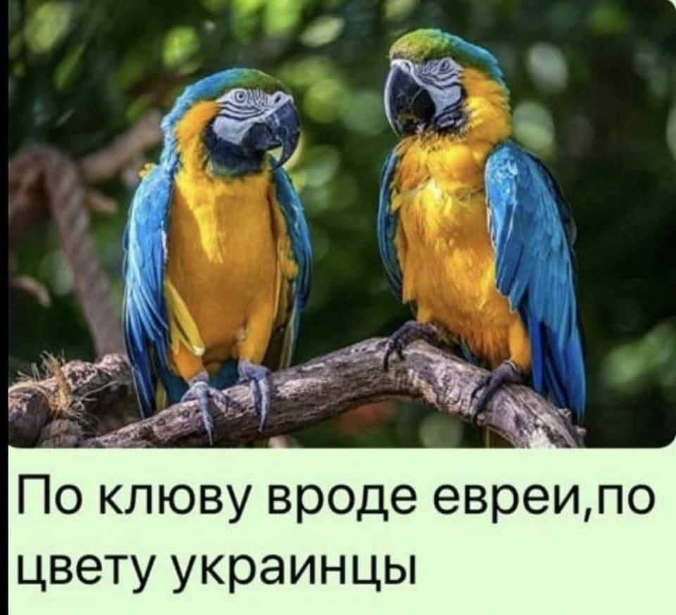 По клюву вроде евреипо цвету украинцы