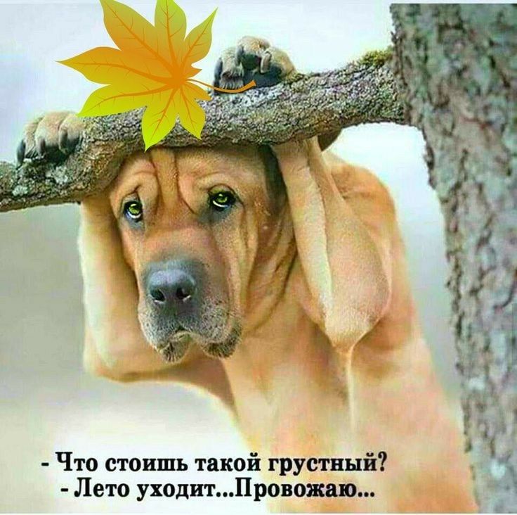 Что стоишь такой грустный Лето уходитПровош