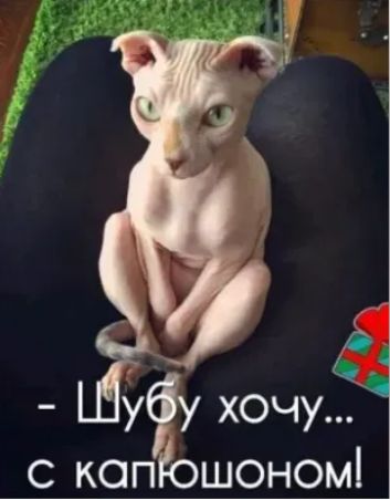 уф хочу с копЁошономі