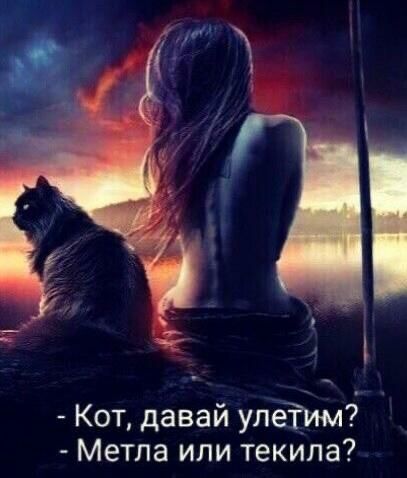 Кот давай уле Метла или текила