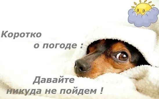 Коротко о погоде Давайте Мула не пойдем ч