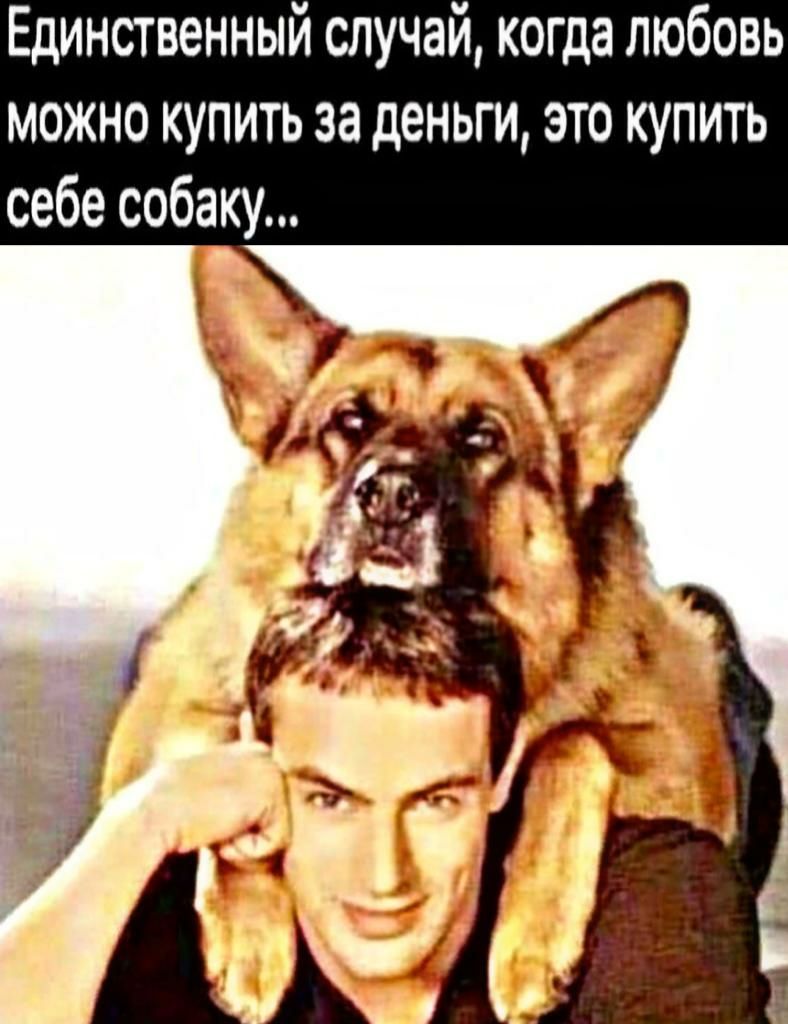 Единственный случай когда любовь можно купить за деньги это купить себе собаку