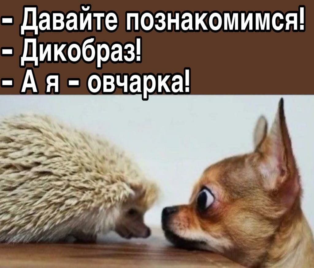 давайте познакомимся дикобраз А я овчарка