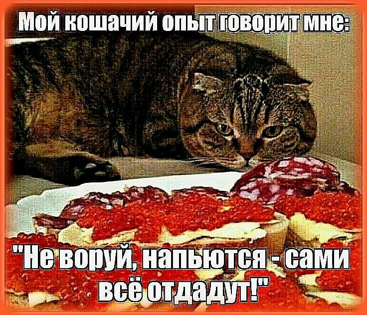 Мой кошачий опнШЩЩЙй