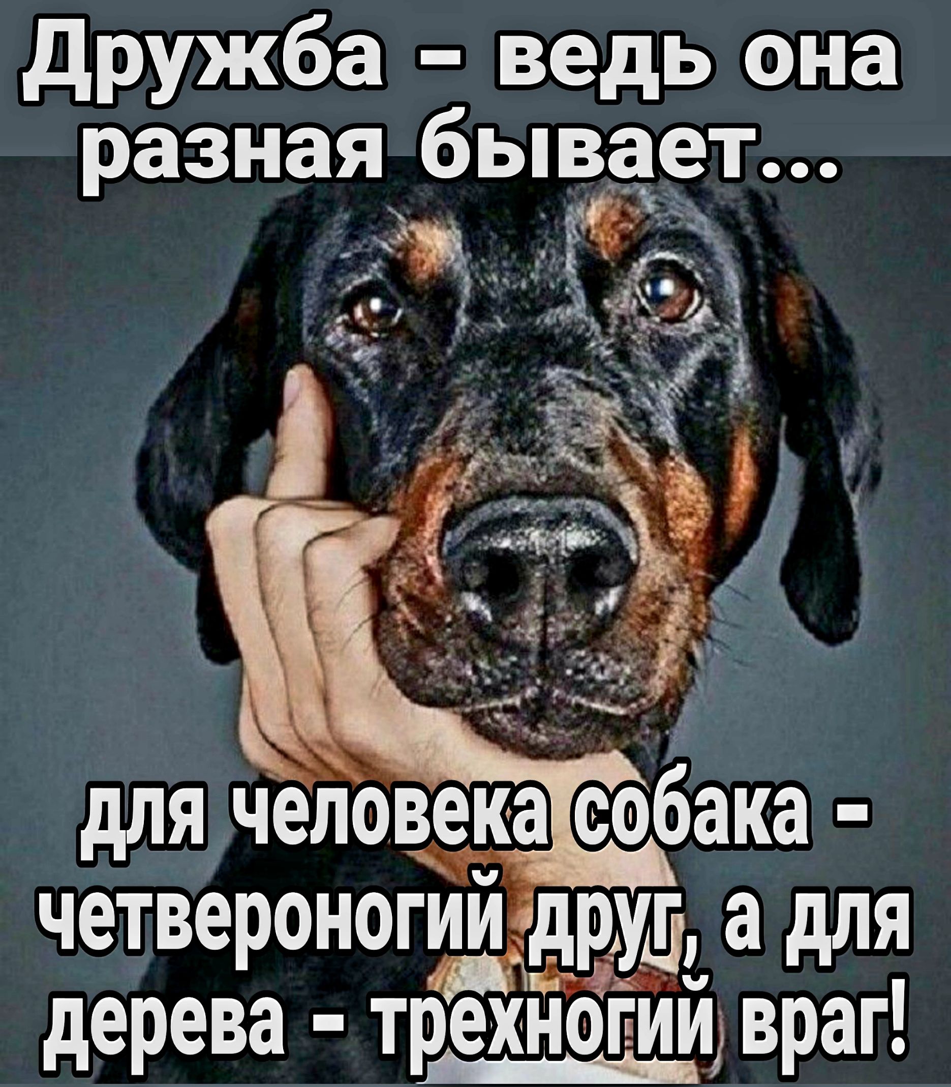 дружба ведь она разная быва9т для человека собака четвероногруд а для дерева трехнопии враг