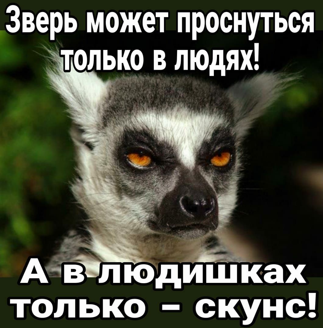 Зверь может проснуться только в людях Ачдлюдишках только скунс