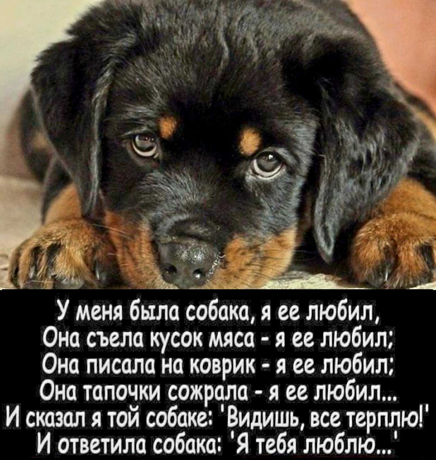 Она съела кусок мяса я и любил Она писали на коврик я ее любил Онп тапочки сожрала я ее любил И сказал я той собаке Видишь все терплюі И ответила собака Я тебя люблю
