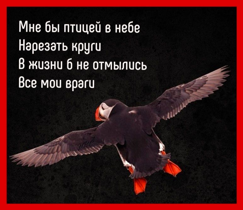 Мне бы птицей в небе Нарезать круги В жизни 6 не отмылись Все мои враги