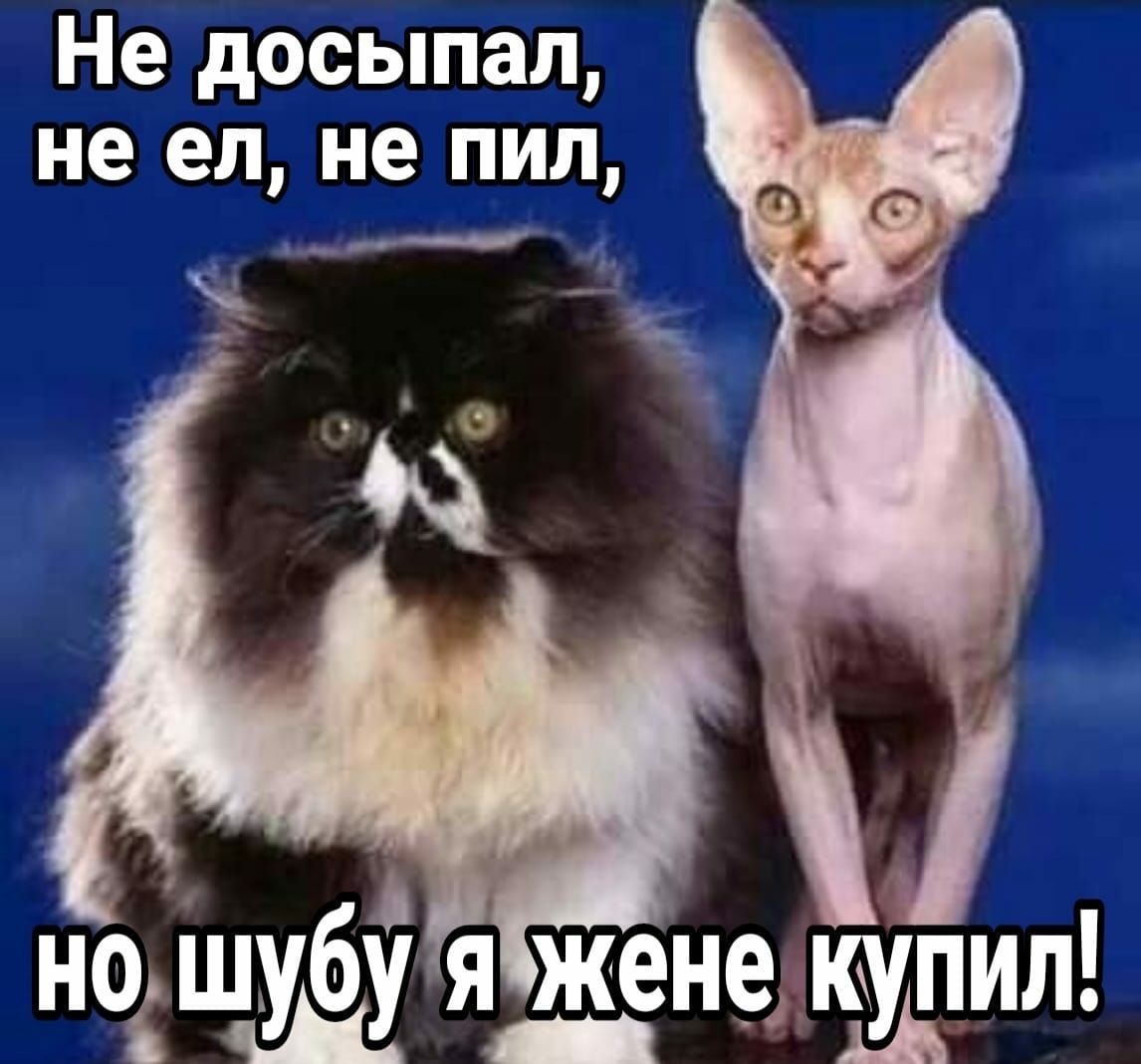 пт щпвшщ ша _ У