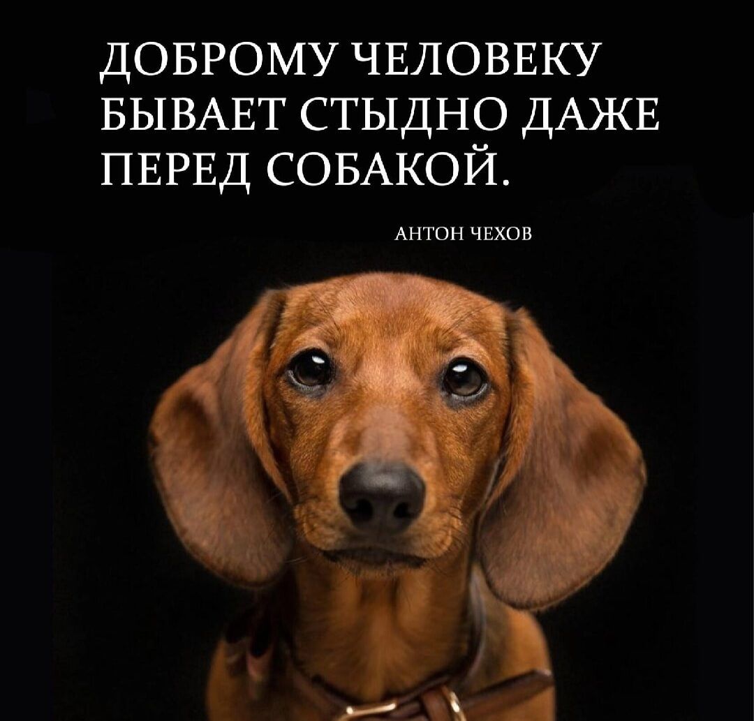 ДОБРОМУ ЧЕЛОВЕКУ БЫВАЕТ СТЫДНР ДАКЕ ПЕРЕД СОБАКОИ Атон чвшв