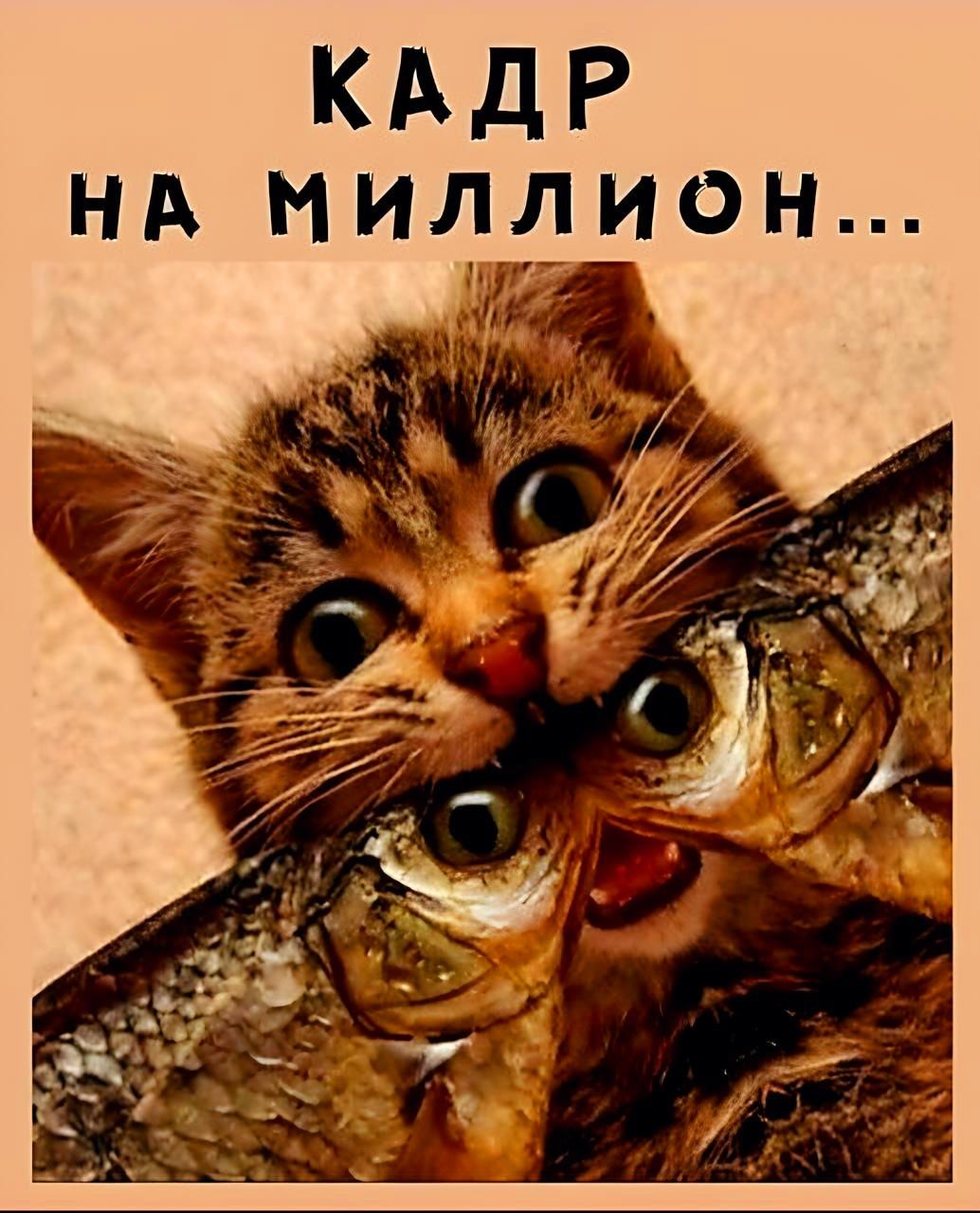 КАДР нд миллион