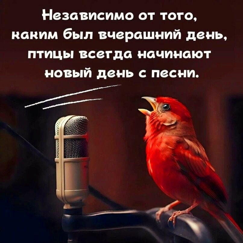 Независимо от того каким был вчерашний день птицы всегда начинают новый день с песни