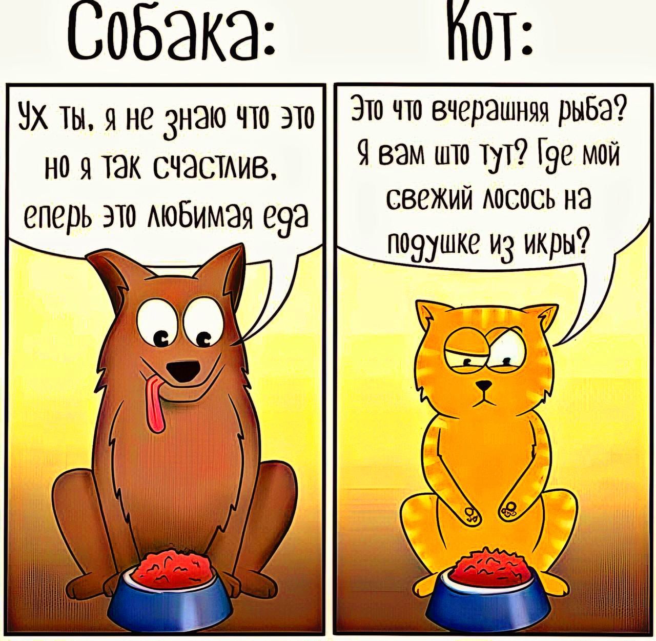 обака ПОТ УХ ты яне знаю что это Эт что вчерашня рыба но я так счастлив 4 вм што тут 19е мой свежий лосось на еперь это любимая еда п ир в