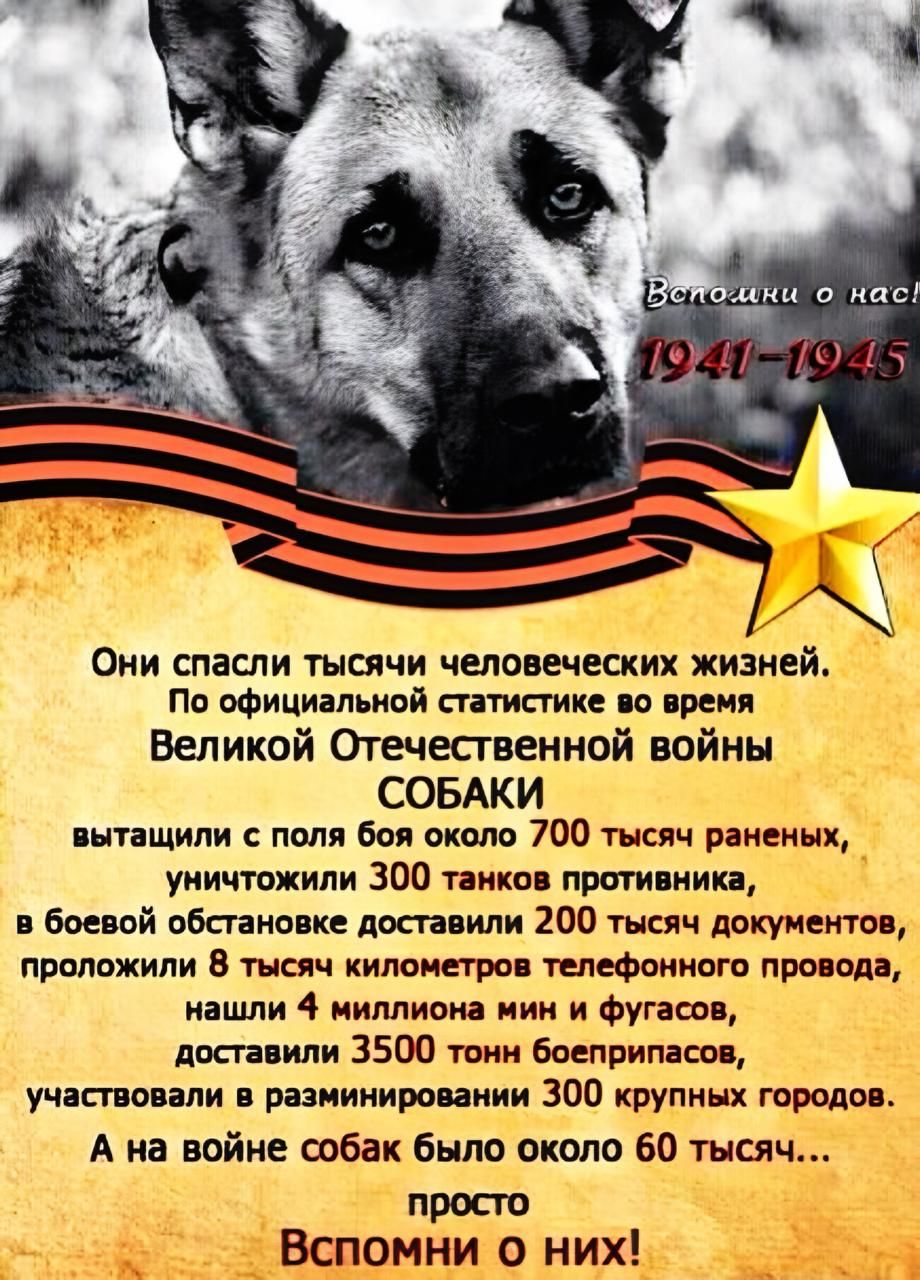 Вспомни о нас! 1941-1945
Они спасли тысячи человеческих жизней. По официальной статистике во время Великой Отечественной войны СОБАКИ вытащили с поля боя около 700 тысяч раненых, уничтожили 300 танков противника, в боевой обстановке доставили 200 тысяч документов, проложили 8 тысяч километров телефонного провода, нашли 4 миллиона мин и фугасов, доставили 3500 тонн боеприпасов, участвовали в разминировании 300 крупных городов.
На войне собак было около 60 тысяч… просто Вспомни о них!