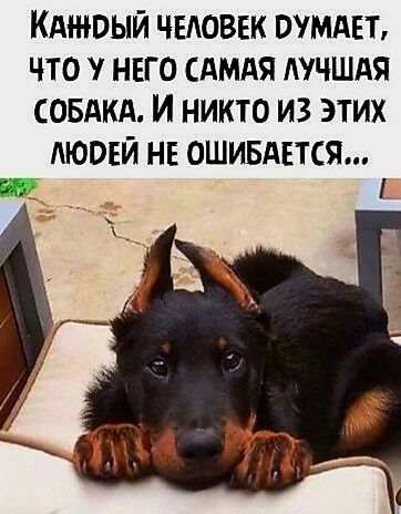 Каждый человек думает, что у него самая лучшая собака. И никто из этих людей не ошибается...