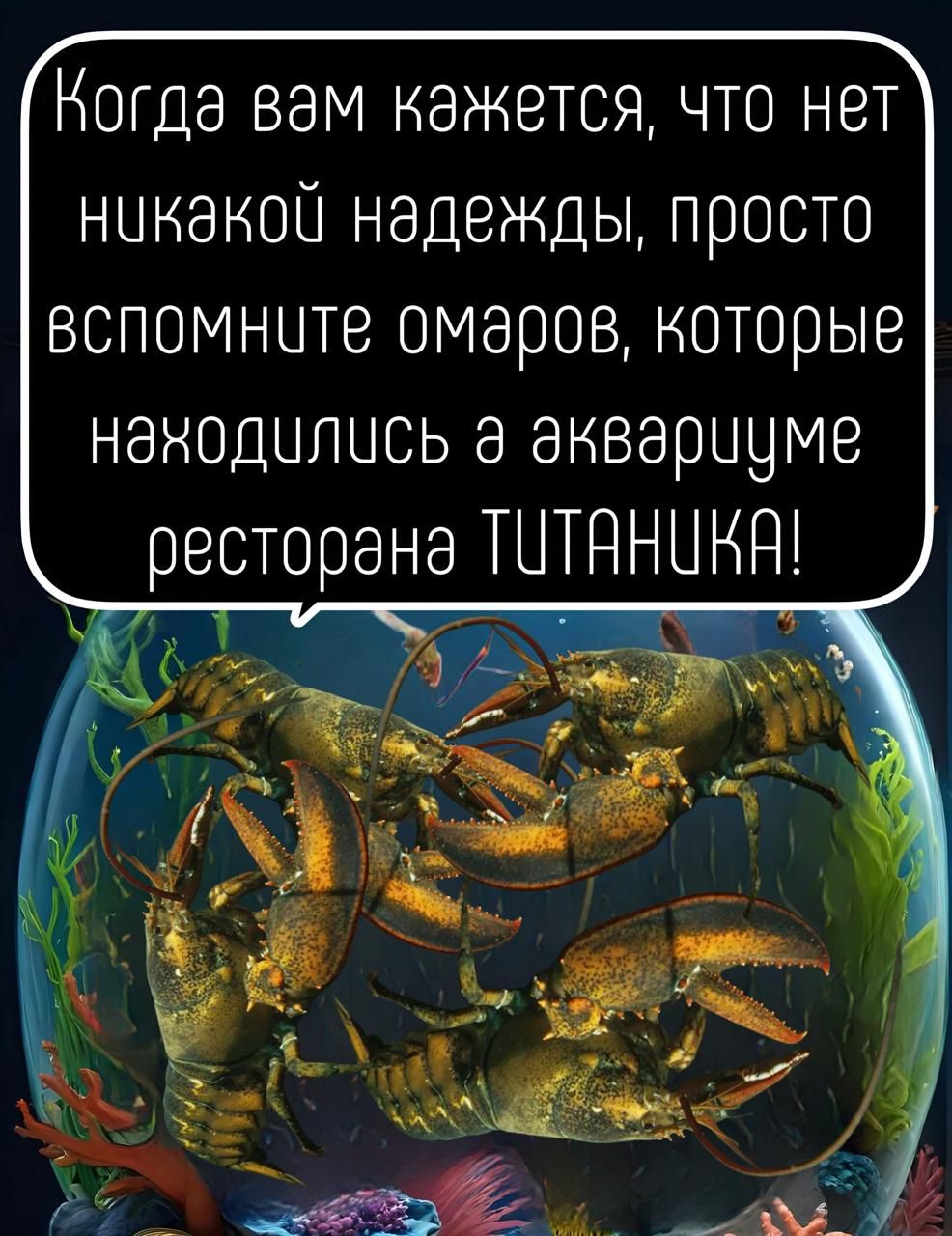 Когда вам кажется, что нет никакой надежды, просто вспомните омаров, которые находились а аквариуме ресторана TUTANIKA!