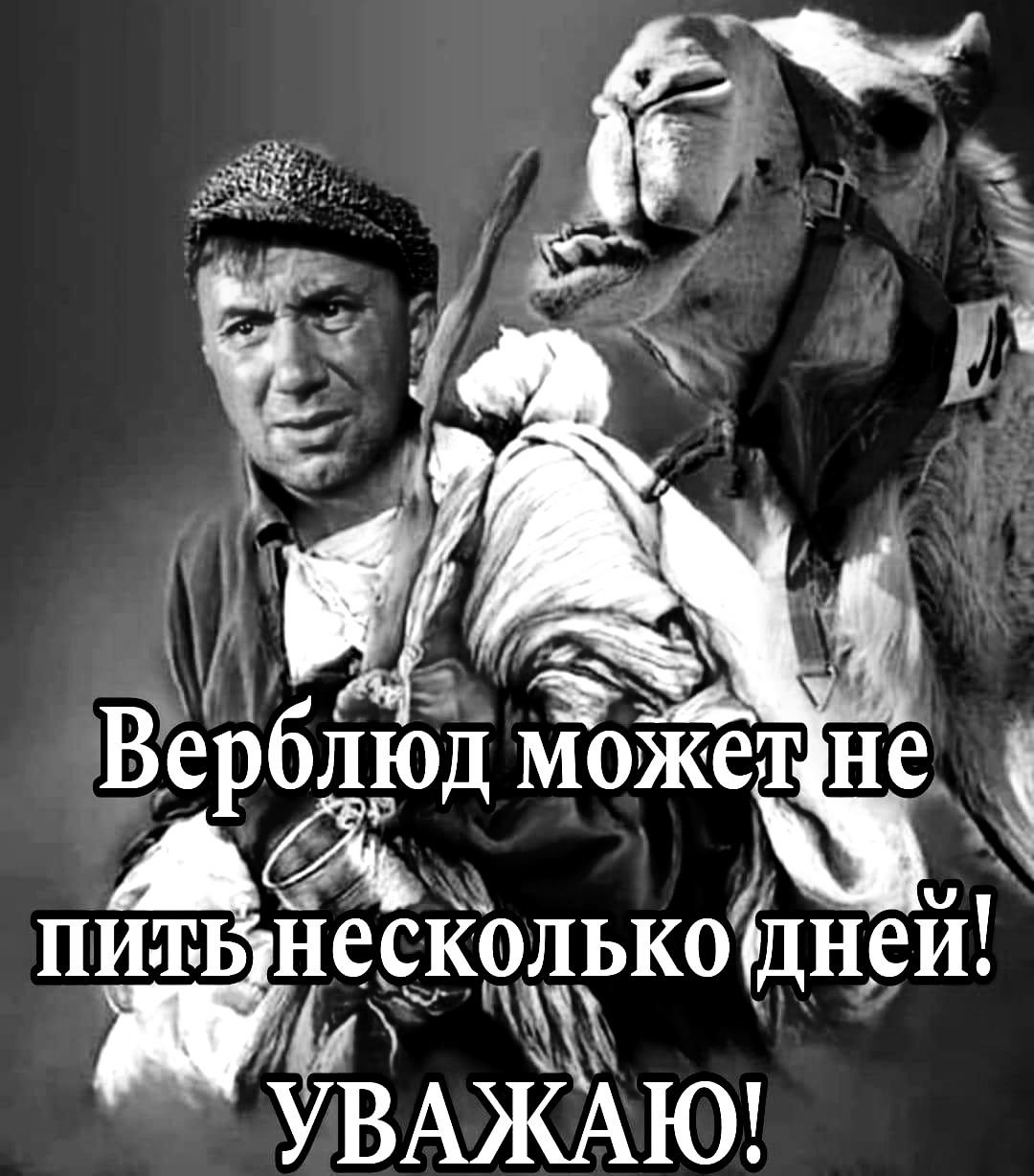 Верблюд может не пить несколько дней! УВАЖАЮ!
