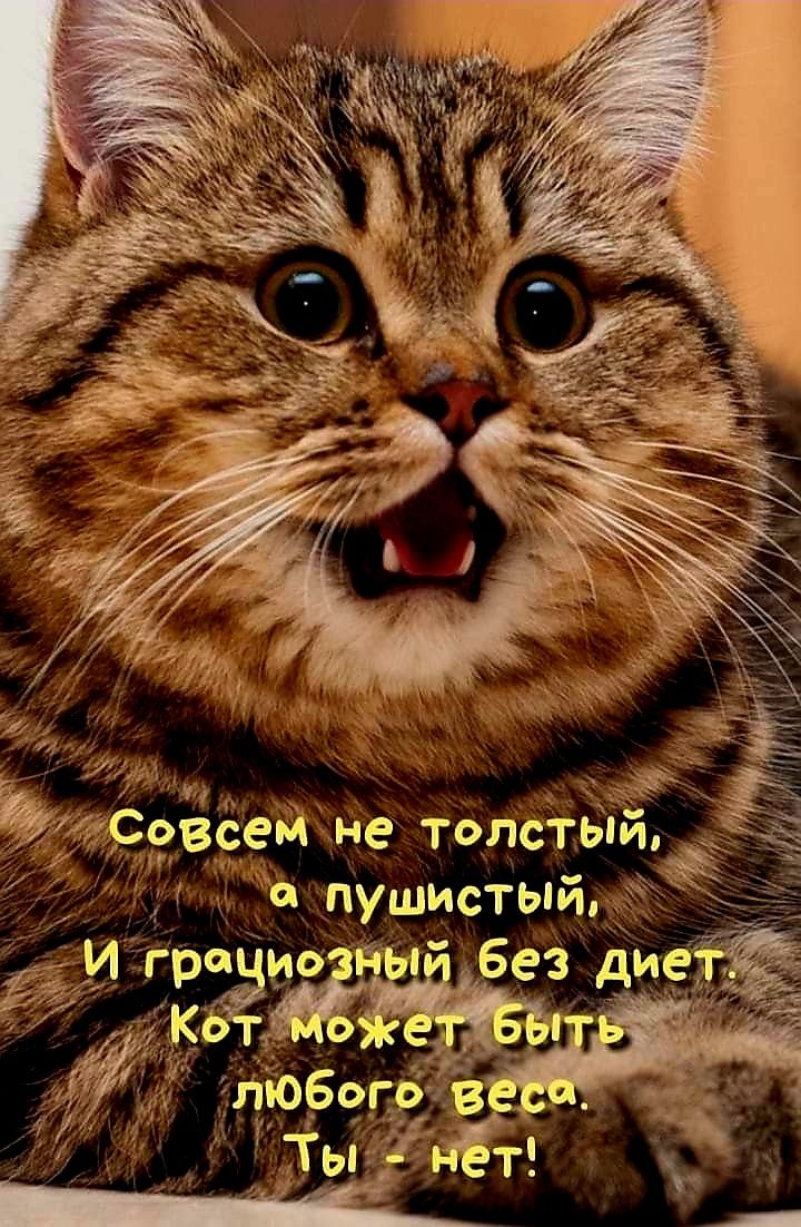 Совсем не толстый,
а пушистый,
И грациозный без диет.
Кот может быть
любого веса.
Ты - нет!