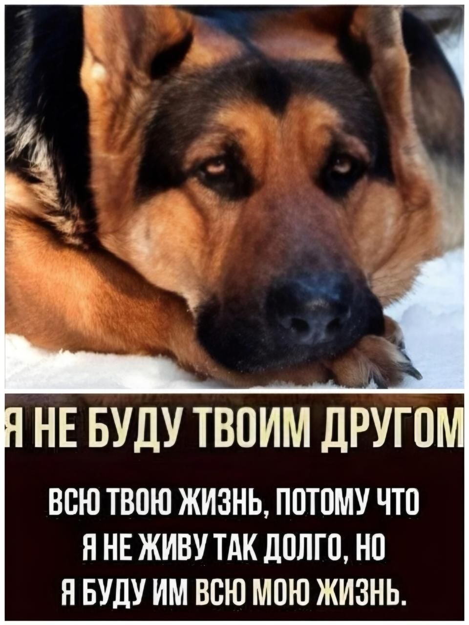 Я не буду твоим другом
ВСЮ ТВОЮ ЖИЗНЬ, ПОТОМУ ЧТО
Я НЕ ЖИВУ ТАК ДОЛГО,
НО Я БУДУ ИМ ВСЮ МОЮ ЖИЗНЬ.