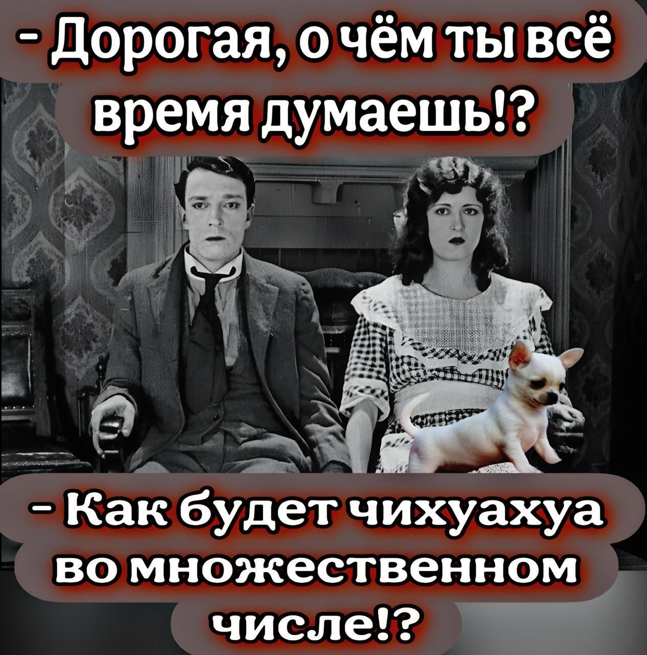 - Дорогая, о чём ты всё время думаешь!?
- Как будет чихуахуа во множественном числе!?