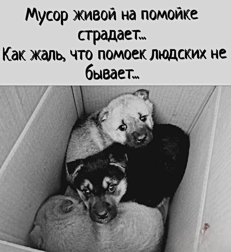 Мусор живой на помойке страдает... Как жаль, что помоек людских не бывает...