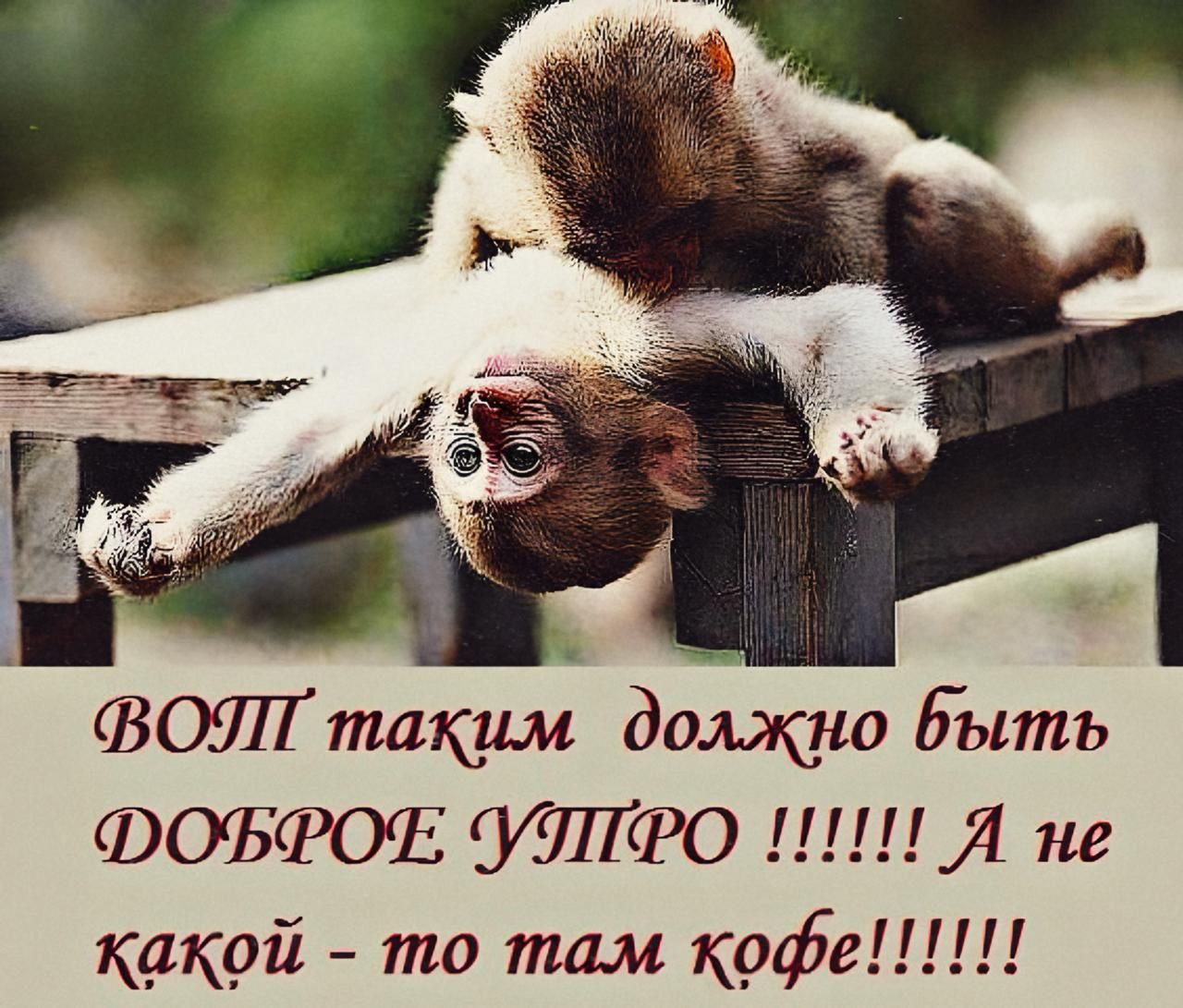 ВОТ ТАКИМ ДОЛЖНО БЫТЬ ДОБРОЕ УТРО !!!!!! А НЕ КАКОЙ – ТО ТАМ КОФЕ !!!!!!!!