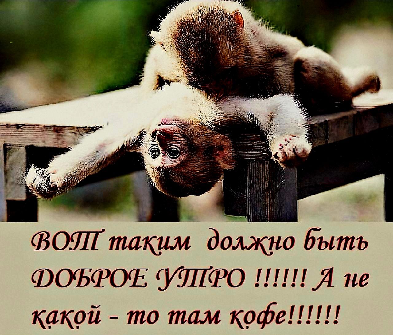 ВЫ ТАКИМ ДОЛЖНО БЫТЬ ДОБРОЕ УТРО !!!!!! А НЕ КАКОЙ - ТО ТАМ КОФЕ!!!!!!