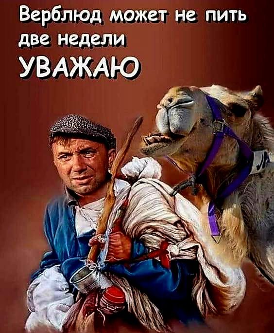 Верблюд может не пить две недели УВАЖАЮ