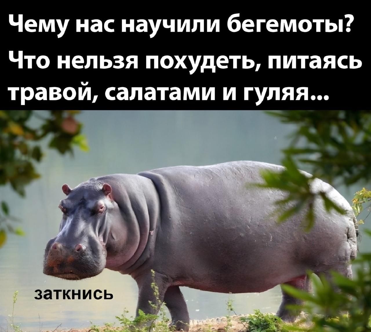 Чему нас научили бегемоты? Что нельзя похудеть, питаясь травой, салатами и гуляя... заткнись