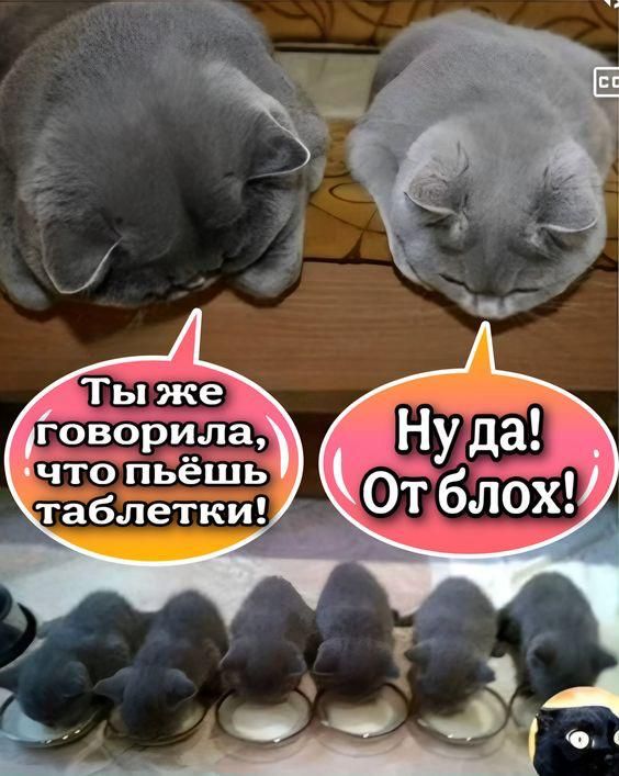 Ты же говорила, что пьёшь таблетки! Ну да! От блох!